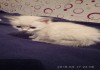 Фото Продажа котят сиамские метисы