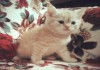 Фото Супер котик красный мрамор на серебре