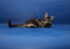 Фото Черный мраморный котенок мейн кун