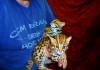 Фото Продам котят АЛК( азиатской леопардовой кошки)