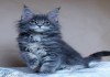 Фото Национальная выставка кошек "Хрустальный кубок России"