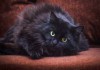 Фото Роскошная кошка Моника ждет вас