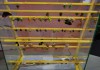 Фото Высоко прпбыльный бизнес ферма Живых Экзотических Бабочек из Филиппин