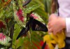 Высоко рентабельный бизнес ферма Живых Восхитительных Бабочек из Чили
