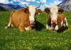 Фото Коровы мясных пород живым весом на убой.