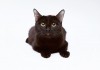 Чёрная загадочная кошка Чара