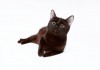 Фото Чёрная загадочная кошка Чара