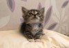 Фото Крохотный котенок Лапсик