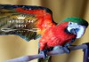 Гибрид попугаев ара - Арлекин, ручные птенцы из питомника