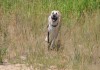 Фото Брутальный красавец пёс Тихон