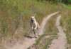 Фото Брутальный красавец пёс Тихон