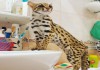 Фото Азиатские леопардовые кошки