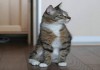 Фото Самый необычный кот в мире в поисках самого лучшего дома