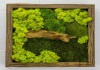 Фото Стабилизированный мох. Озеленение. Оформление интерьеров стабилизированным мхом