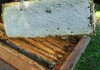 Фото Продам мёд, прополис и продукты пчеловодства.