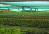 Фото Продам саженцы хвойных и лиственных растений в контейнерах