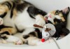 Фото Молодая трехцветная кошка в дар