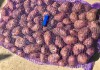 Фото Продаем оптом картофель Ред Скарлетт урожая 2018 года