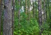 Фото Участок 25 соток ИЖС в пригороде Пскова у соснового леса без соседей