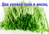 Фото Луковое Счастье гидропоника для выращивания пера зёлёного лука дома на подоконнике