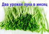Фото Счастье Луковое установка для выращивания пера зёлёного лука дома на подоконнике