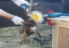 Фото Машинка на дрель перощипальная Фермер НП 01 для ощипа курицы гуся индейки бройлера