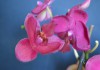 Фото Фаленопсис орхидеи - украшение Вашего дома.