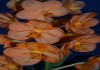 Фото Купить орхидеи Ванда - Королеву Орхидей.