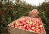 Требуются рабочие на сбор яблок