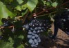 Виноград столовый Молдова от производителя