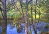 Фото Дом в петле реки Пскова под Псковом, по границе сосновый лес.