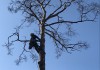 Фото Спил деревьев по частям, обрезка деревьев, Арборист.