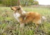 Фото Подрощенный щенок шелти соболиного окраса