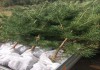 Фото Саженцы сосны и ели рост 1 метр по с доставкой