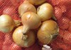 Картофель и другие овощи оптом от 1 тн из Москвы
