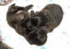 Фото Высокопородистые щенки немецкого шпица (малый и мини (померанский))