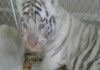 Фото Тигр бенгальский, Белые тигры продам Пантеру