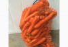 Фото Мытая морковь оптом со склада Мск