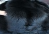 Фото Шкурки черной лисы