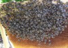Фото Пчёлы и пчелопакеты карпатские