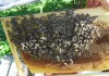 Фото Пчёлы и пчелопакеты карпатские