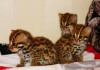 Фото Продам молодняк (алк) азиатские леопардовые котята и камышовые котята