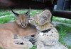 Фото Продам котят породы Сервал и Каракал