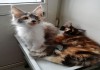 Фото Мейн-кун котята, яркие трехцветные девочки.