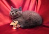Фото Британские плюшевые котята классического окраса.