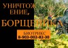 Фото Уничтожение, обработка Борщевика в Серпухове