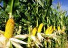 Фото Зерно, кукуруза, подсолнечник. Опт.