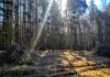 Фото Участок 25 соток ИЖС на лесной опушке под Псковом