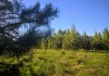 Фото Уютный участок под строительство у хвойного леса