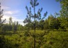 Фото Уютный участок под строительство у хвойного леса